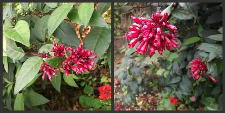 A Guernsey Garden in early October…