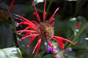 Monarda 'Jacob Cline' flower (17/09/2011, London)