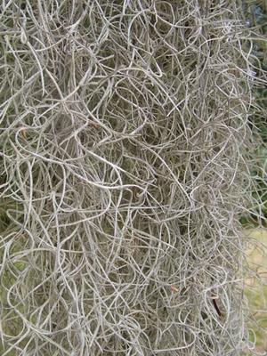 Mississippi's Spanish moss