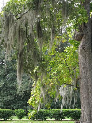 Mississippi's Spanish moss