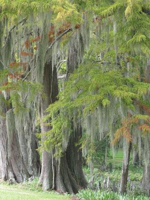 Mississippi's Spanish moss