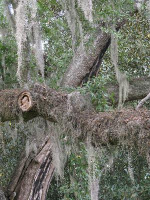 Mississippi's Spanish moss