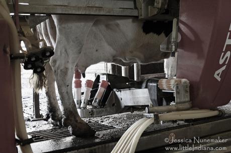 Milking Time at Jones Robotic Dairy in Star City, Indiana 