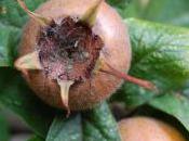 Plant Week: Mespilus Germanica