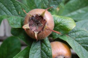 Mespilus germanica fruit (17/09/2011, London)