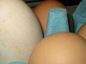 Many Eggs