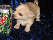 Puppies Size Soda Cans