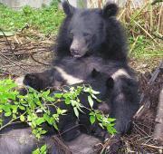 Asian Black Bear