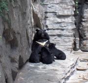 Asian Black Bear