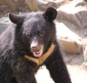 Asian Black Bear