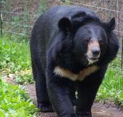 Asian Black Bear