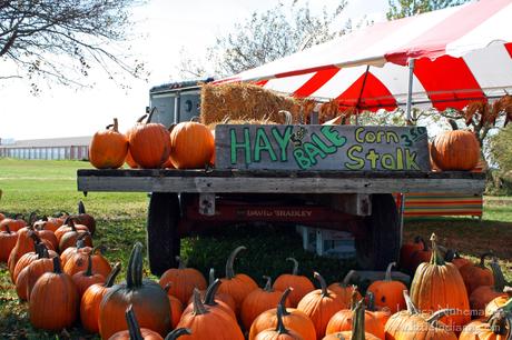 Harvest Tyme Pumpkin Patch in Lowell, Indiana: Pumpkins!