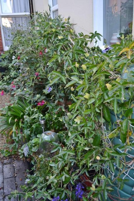 DSC_0039 (683x1024) Garden Bloggers’ Bloom Day – October 2011