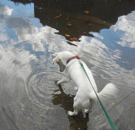 Me and Knutty and the Big, Giant Puddle