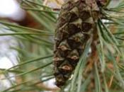 Plant Week: Pinus Sylvestris