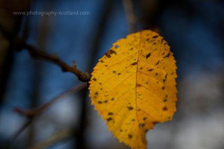 Photo - a single leaf in its autumn colours