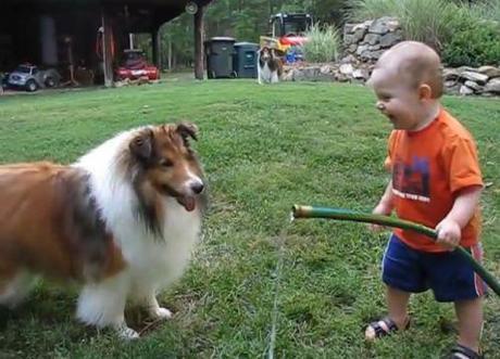 sheltie & baby