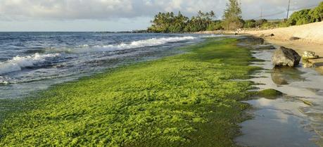 Light Nanofilter System Stimulates Algae Growth.