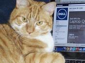 Dell Latitude Laptops Smell Like “Cat Urine”