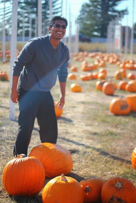 Pumpkin Patch Pumpkin Patch