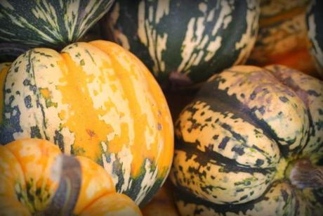 Pumpkin Patch Pumpkin Patch