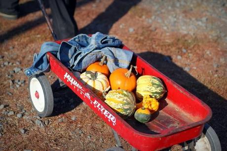 Pumpkin Patch Pumpkin Patch