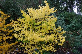 Hamamelis virginiana Autumn (21/10/2013, Kew Gardens, London)