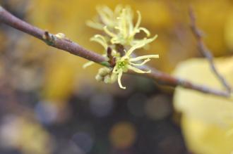 Hamamelis virginiana Autumn Flower (21/10/2013, Kew Gardens, London)