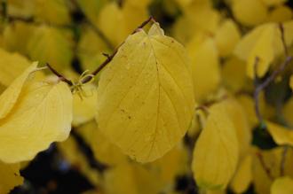 Hamamelis virginiana Autumn Leaf (21/10/2013, Kew Gardens, London)