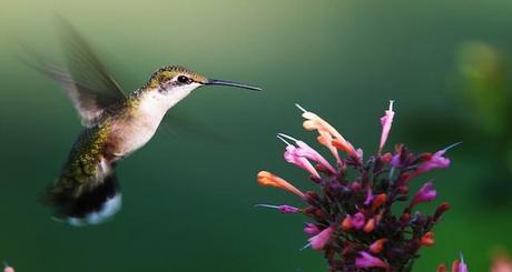 google-hummingbird