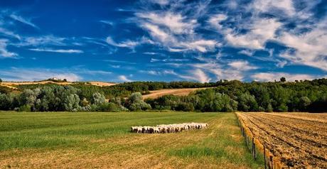 ITALY IS GROWING IN ORGANIC-SOCIAL FARMING