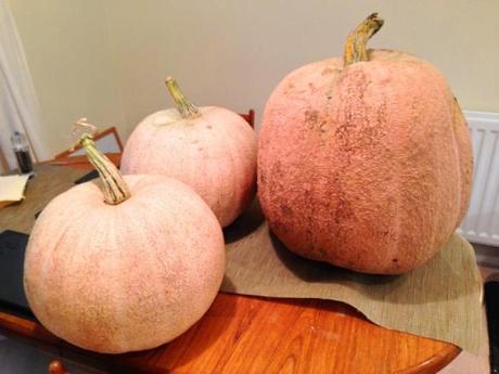 giant homegrown pumpkins largest weighing five stones