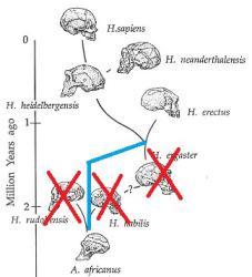 The classic human family tree, with some of the species that may be removed by this find crossed off and a blue line representing the new progression