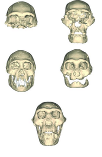The skulls from Dmanisi. D4500 is the bottom one. 