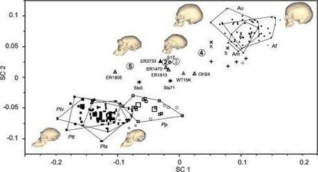 A comparison of chimps, humans and fossil humans. Chimps are squares, humans circles and the numbers are the Dmanisi skulls. Note how the variation between two chimps is no greater than the variation between two of the Dmanisi skeletons