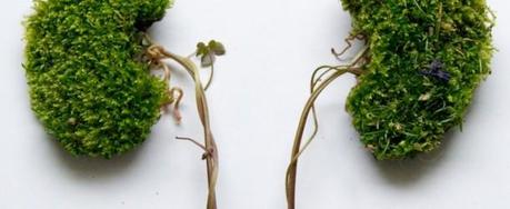 Human Organs Formed with Plant Arrangements