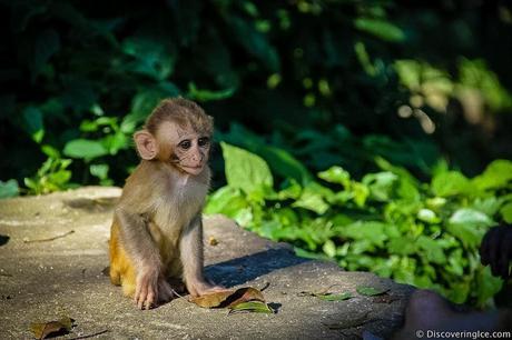 Baby-monkey-Monkey-Temple-Swayambhunath-Kathmandu-Nepal