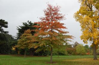 Quercus palustris (21/10/2013, Kew Gardens, London)