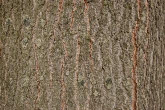 Quercus palustris Bark (21/10/2013, Kew Gardens, London)