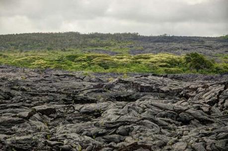 Black lava and green trees