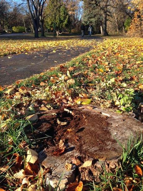 GUERRILLA GARDEN - old stump