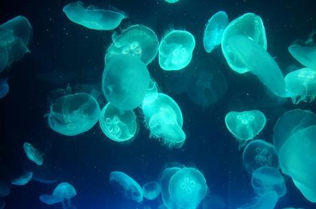 Amazingly Awesome Jellyfish
