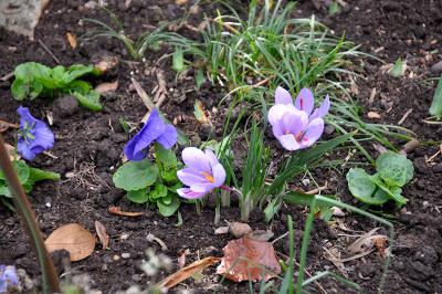 Autumn Crocus