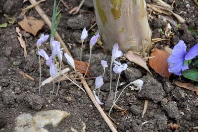 Autumn Crocus