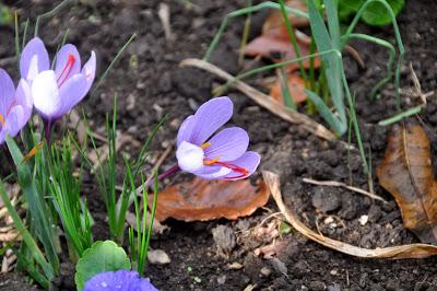 Autumn Crocus