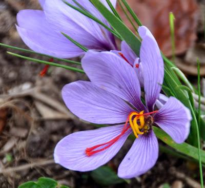 Autumn Crocus