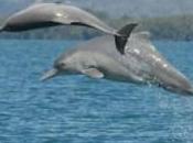 Dolphin Species Identified Near Australia