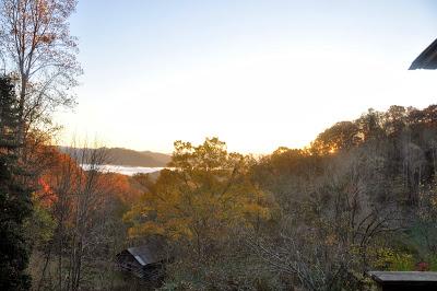 That Tree That's Blocking the View...