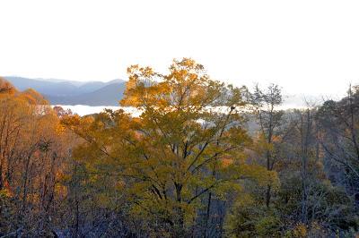 That Tree That's Blocking the View...