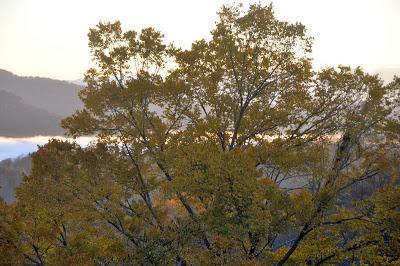 That Tree That's Blocking the View...